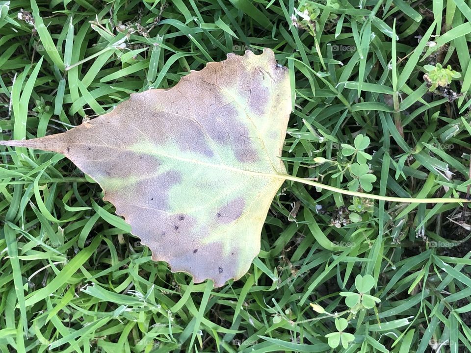 Leaf of changing color