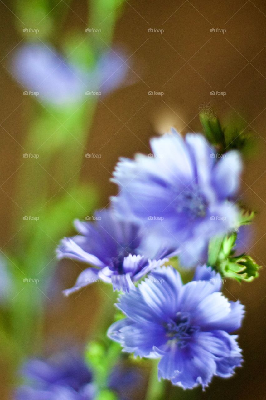 Soft-focus closeup of purplish-blue wildflowers, chicory, in natural light