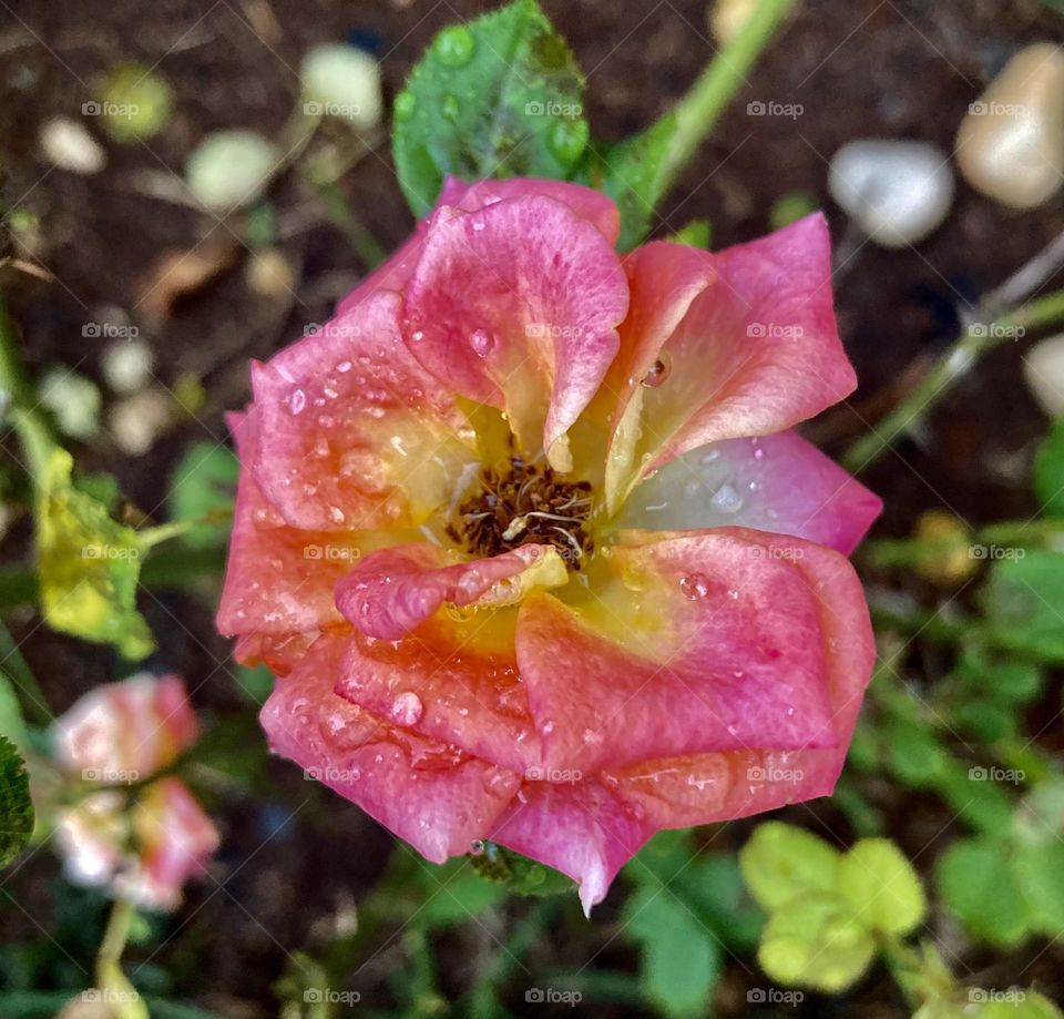 🌹 🇺🇸 Very beautiful flowers to brighten our day.  Live nature and its beauty. Did you like the delicate petals? / 🇧🇷 Flores muito bonitas para alegrar nosso dia. Viva a natureza e sua beleza. Gostaram das pétalas delicadas? 