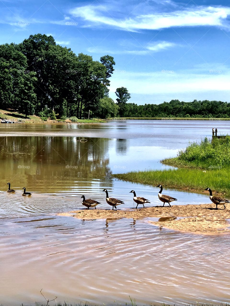 Caught these Canadian geese taking sunbathing and cooling off in our Lake Emory.  I could watch them all day long, so beautiful.