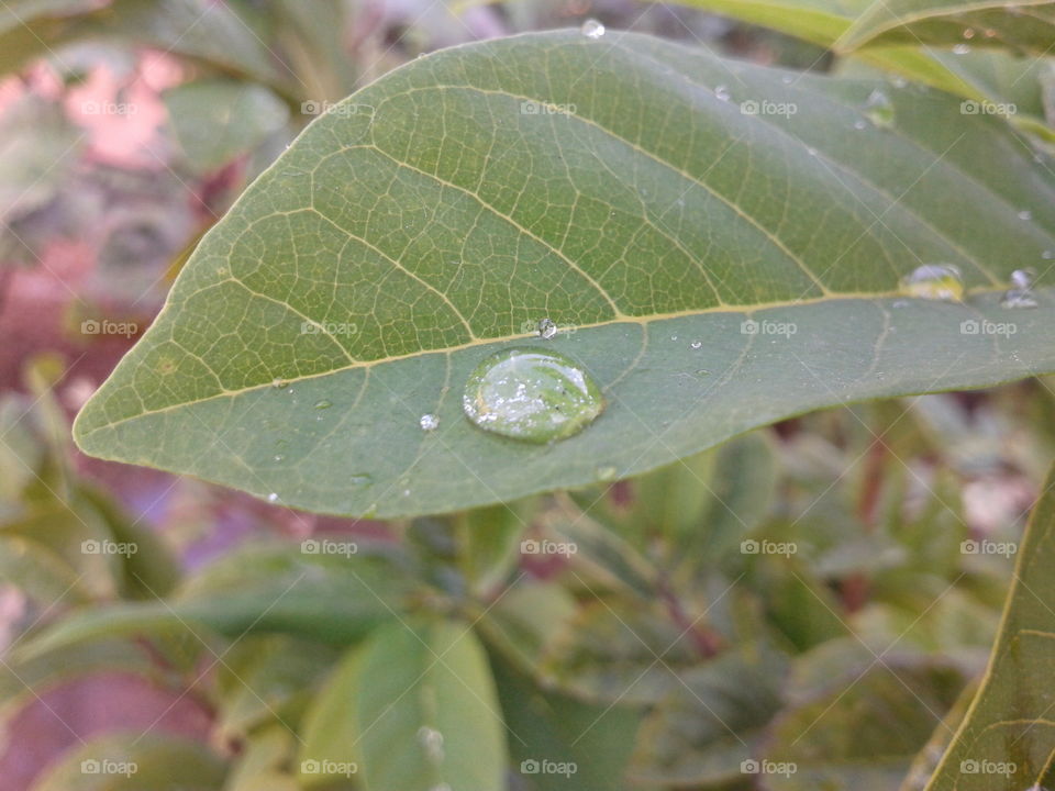 dew on leaf