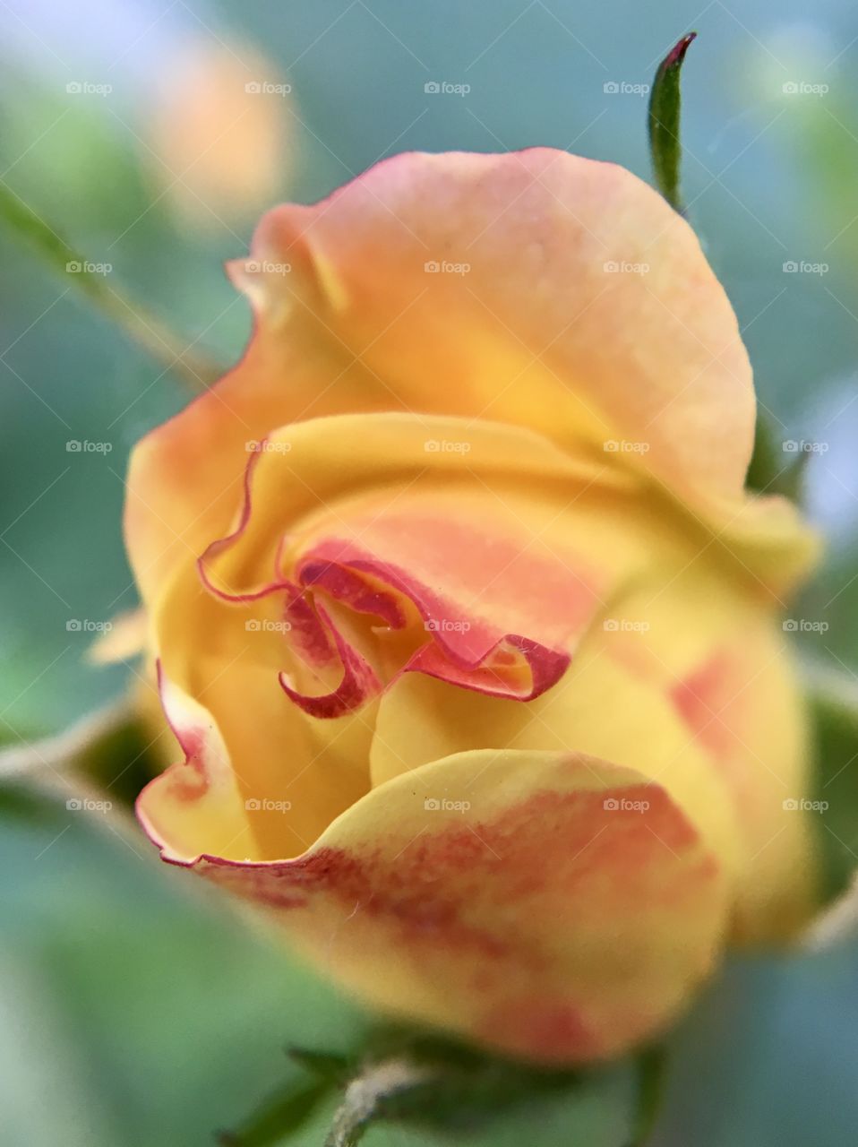 Flower head of yellow rose, macro photo