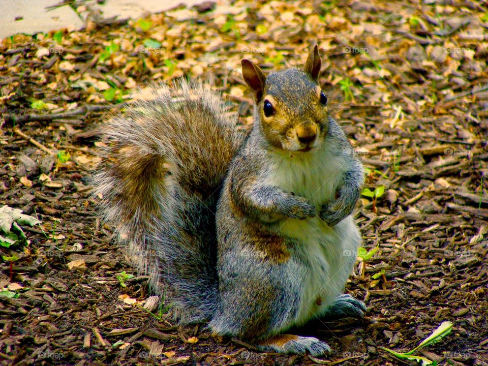 Close-up of a squirrel