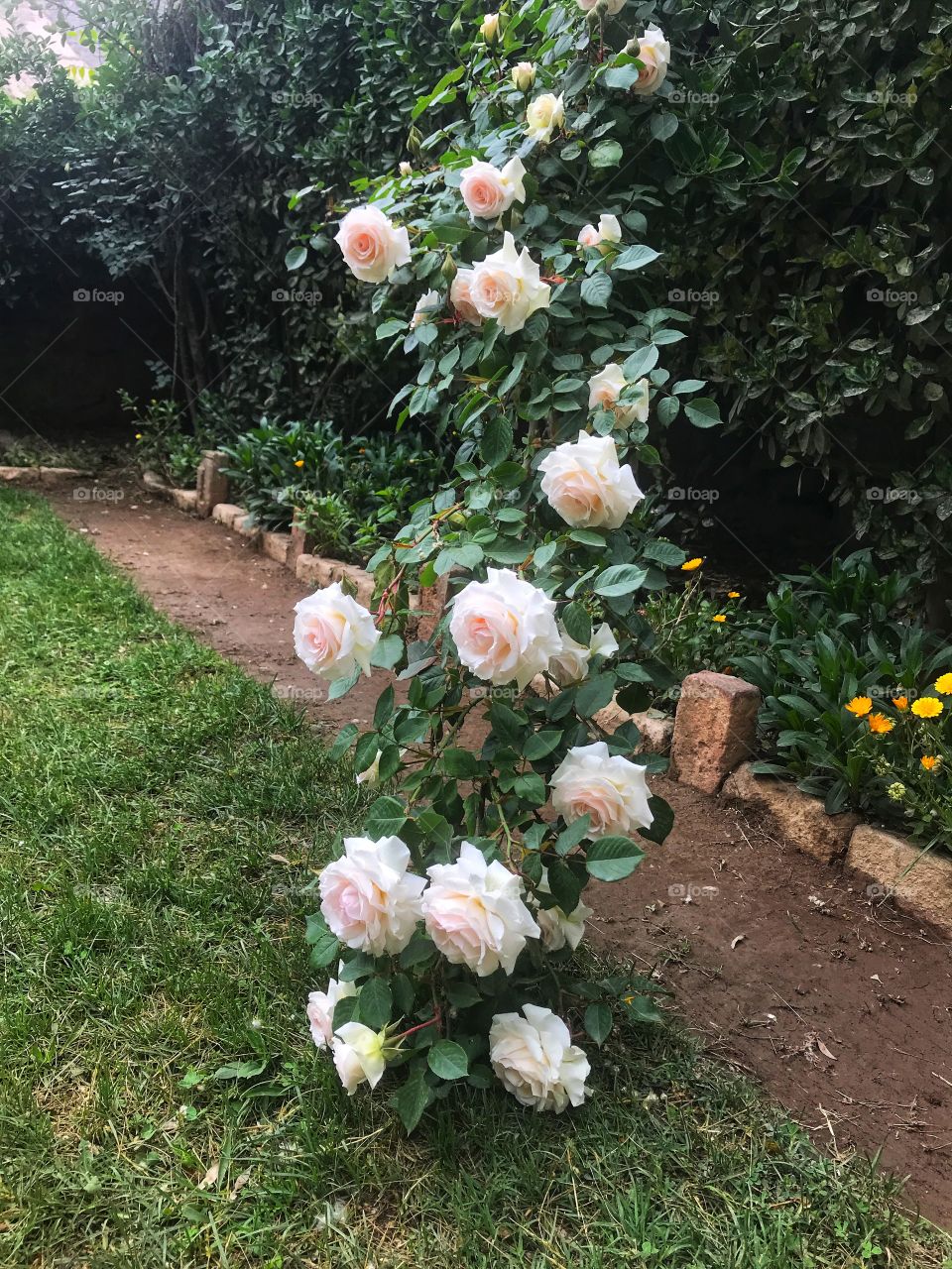 It lowers down so that you can see how life is!!