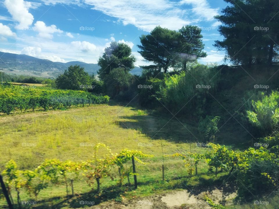 Tuscany field 
