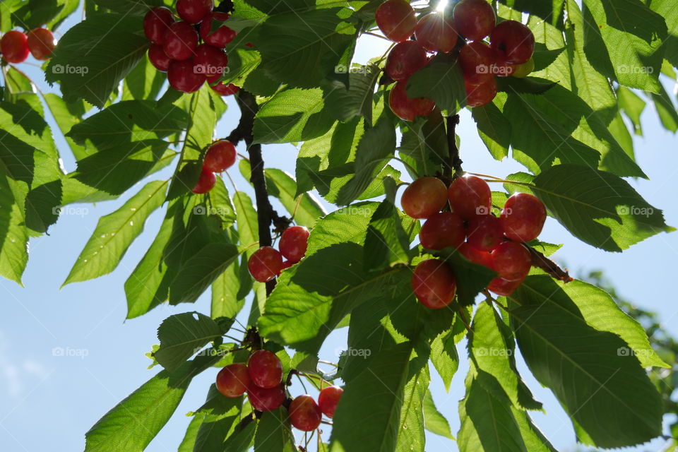 cherrys on branch