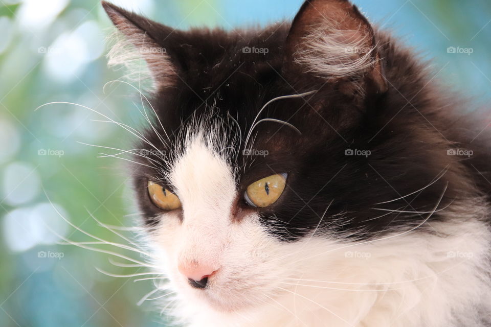 Pensive black and white cat