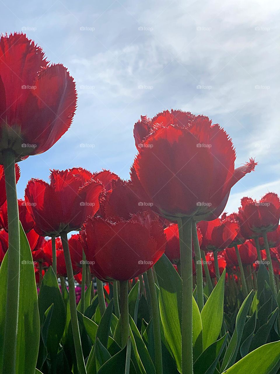 Red tulips