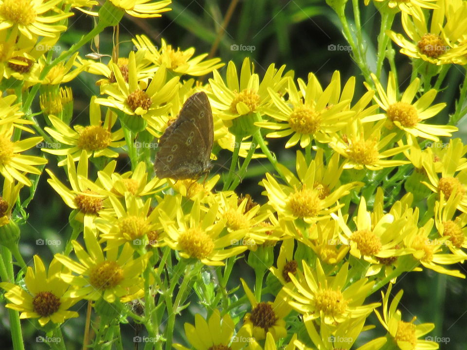 common ragwort daisy weed with a ringlet butterfly collecting nectar