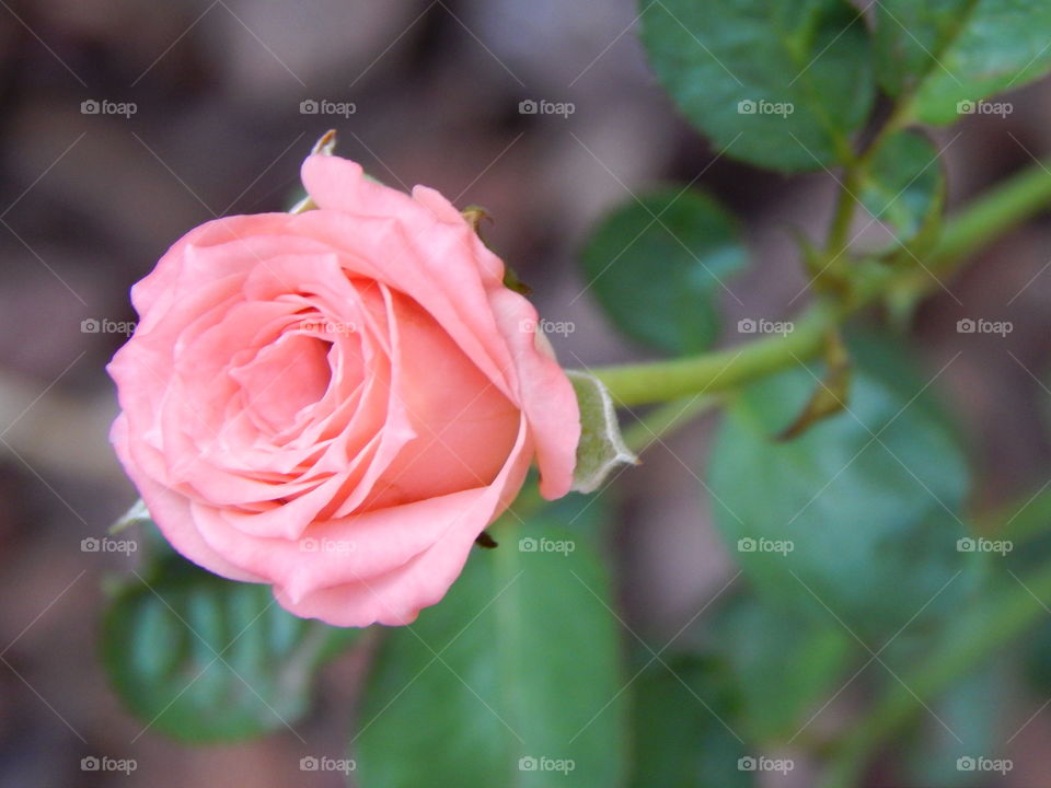 Rose, Flower, Love, Romance, Leaf