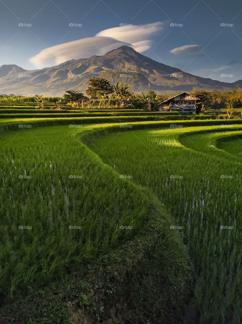 green rice fields with mountain background