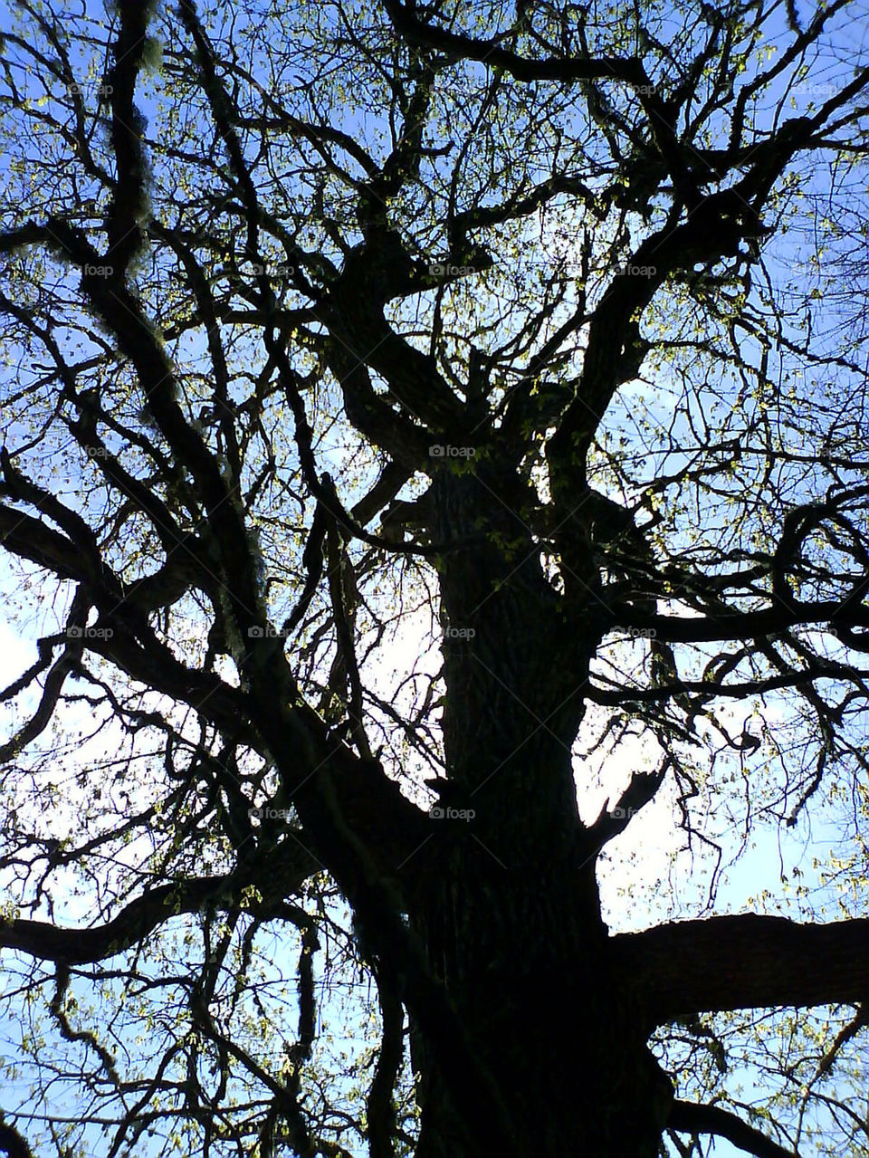 siluett tree träd skog by rauschen