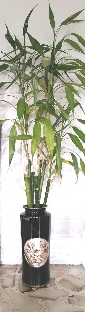 bamboo house plant