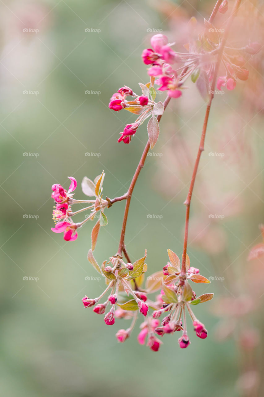 Pink flowers