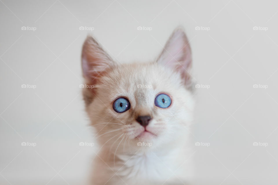 Little Tibet color-point kitten playing