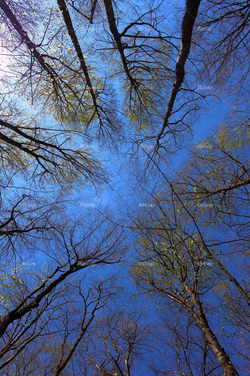 Trees symmetry