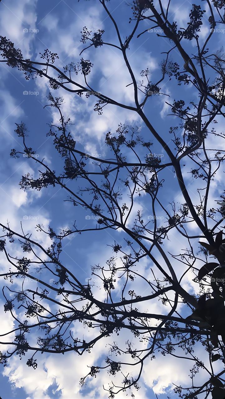 Closer look to tree trunks 