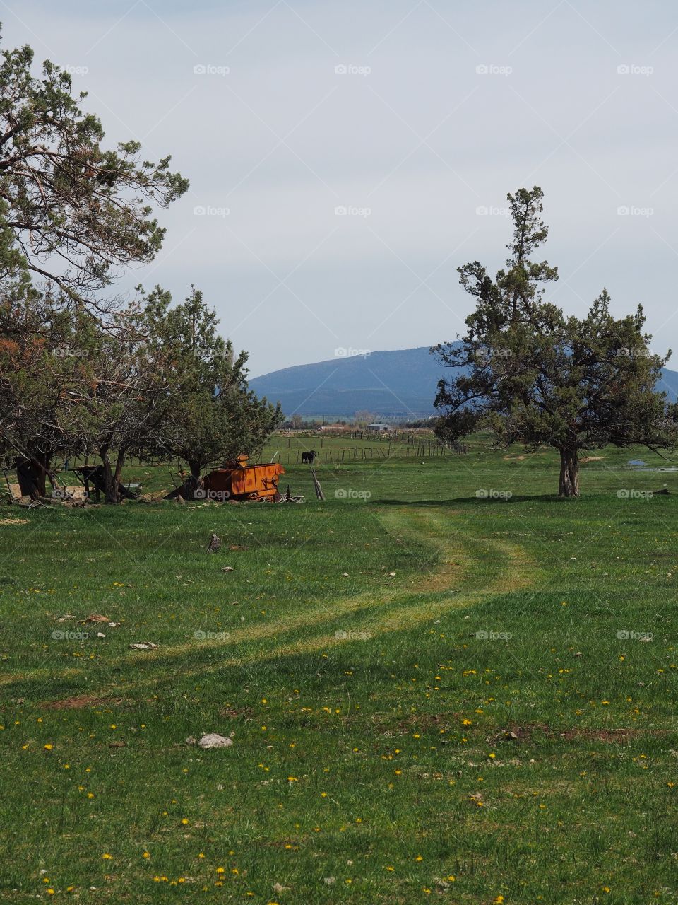 A trail through a green pasture curves through juniper trees to transport equipment and feed on a spring morning in Central Oregon.