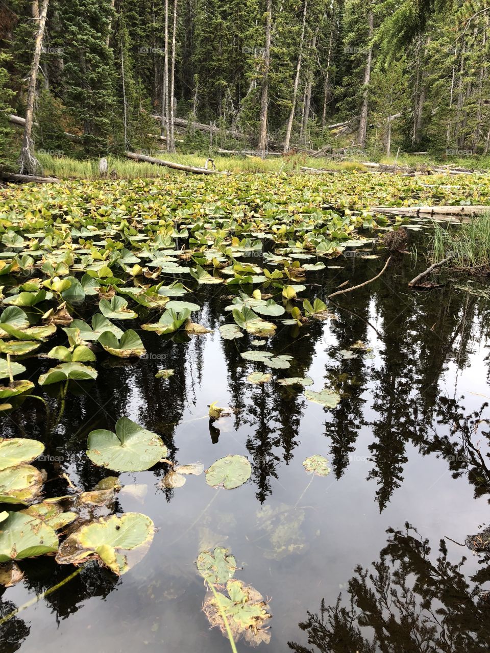 Lily Pads at the Continental Divide in Yellowstone