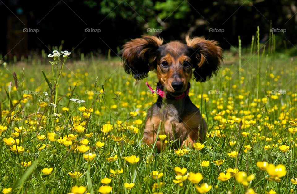 Happy Dog