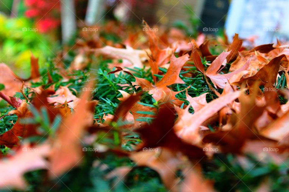 Dry oak leaves on grass