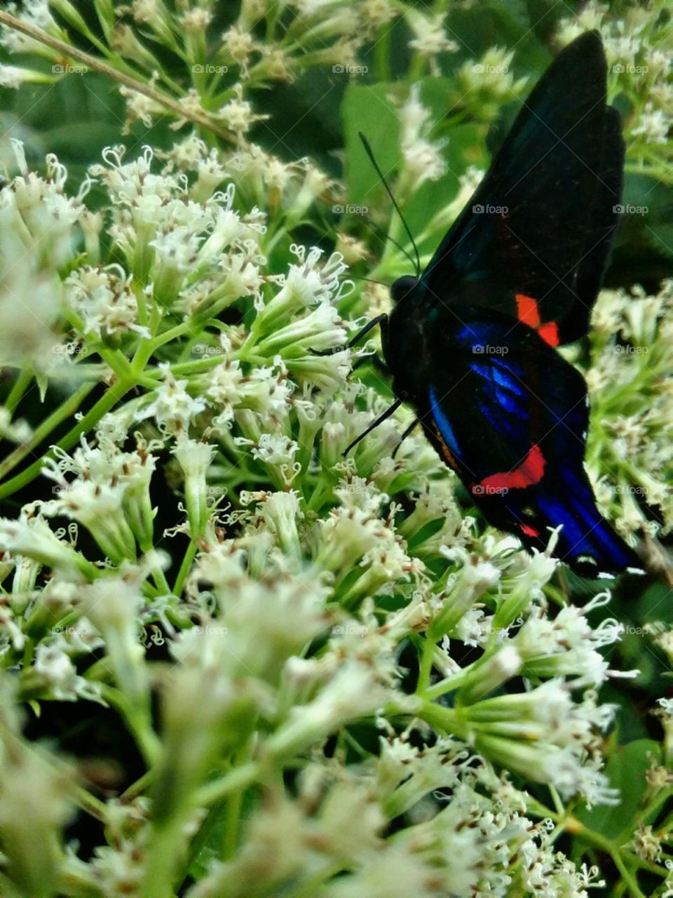 Brilhantemente linda.