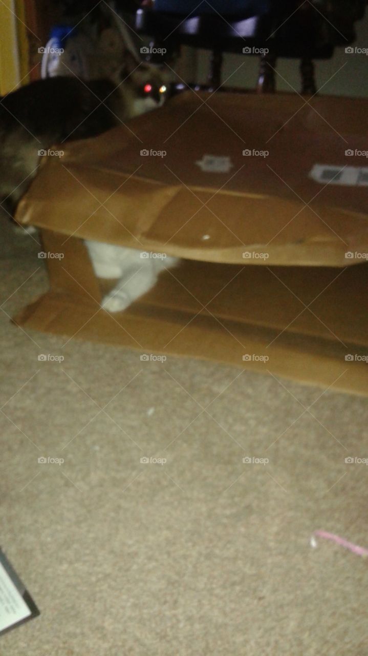 Hiding in the box.
