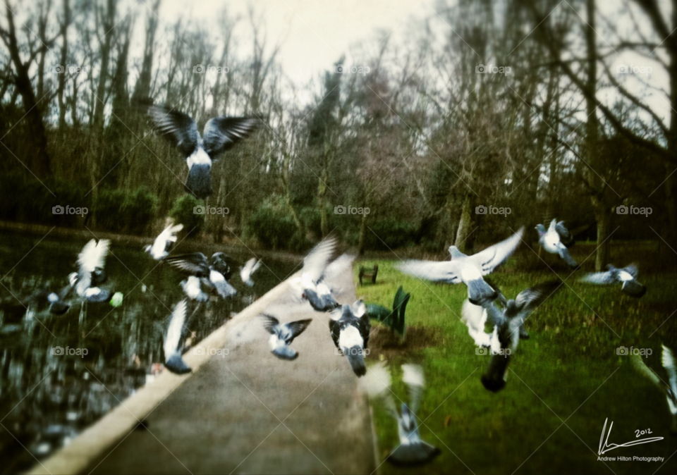 sky motion birds trees by ahilton2007