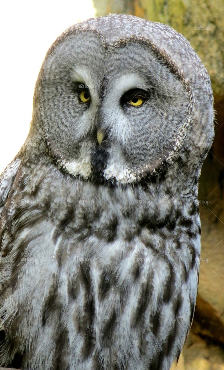 owl