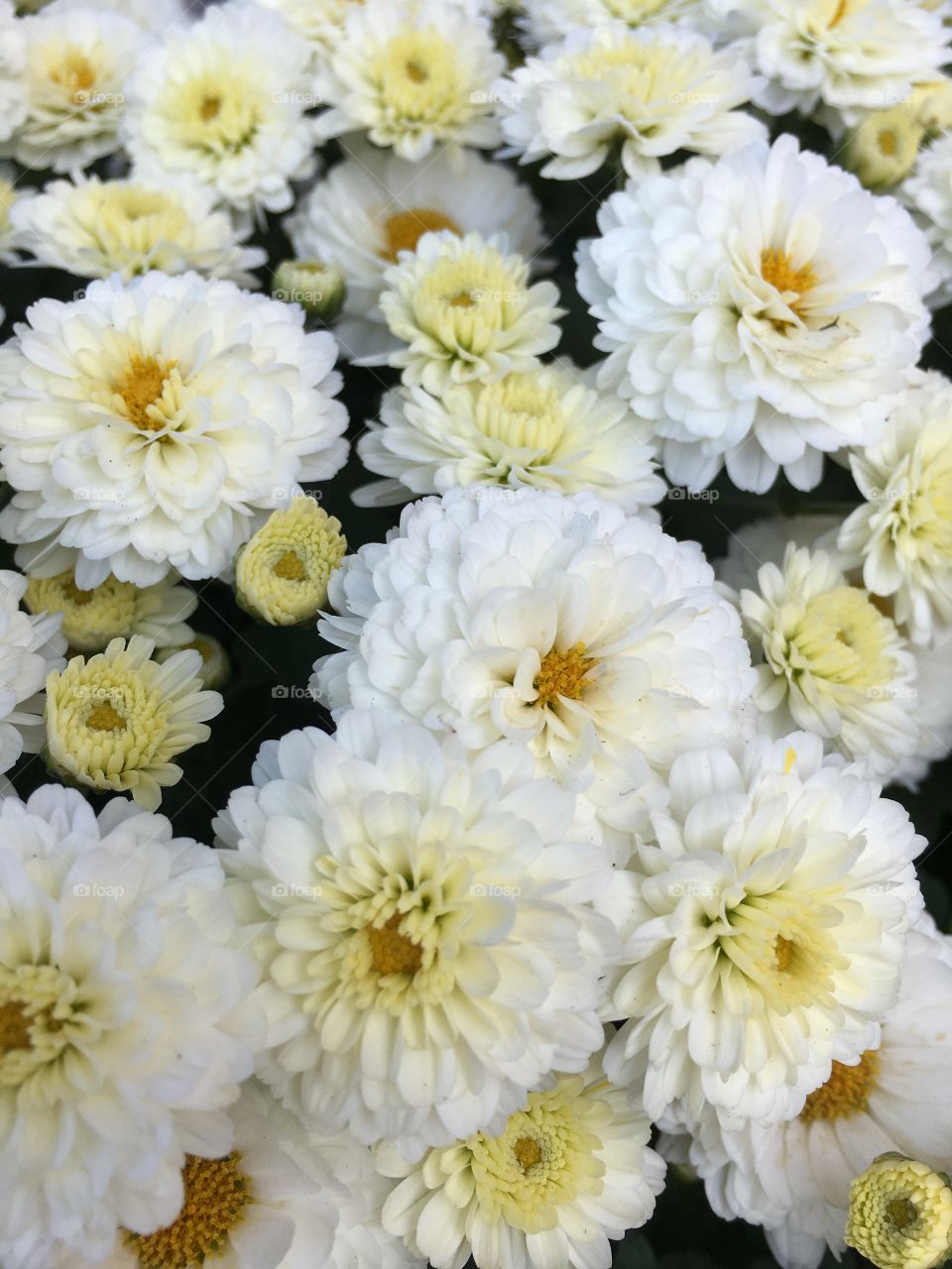 White asters