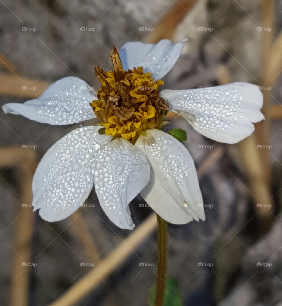 Nature, Flower, Flora, Season, Garden