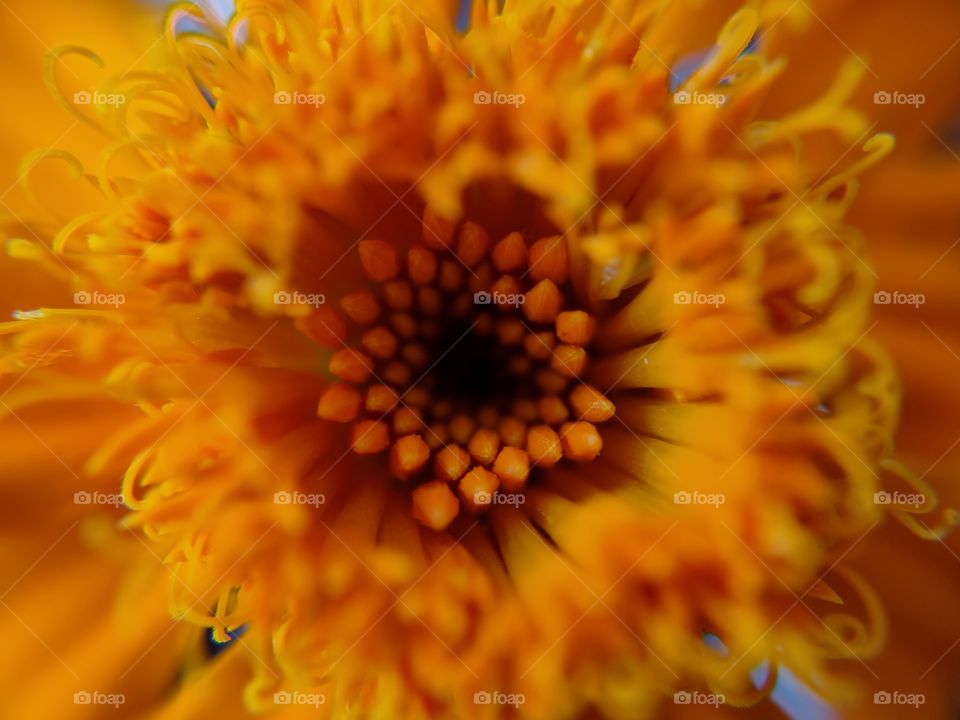 middle part of a marigold  flower.