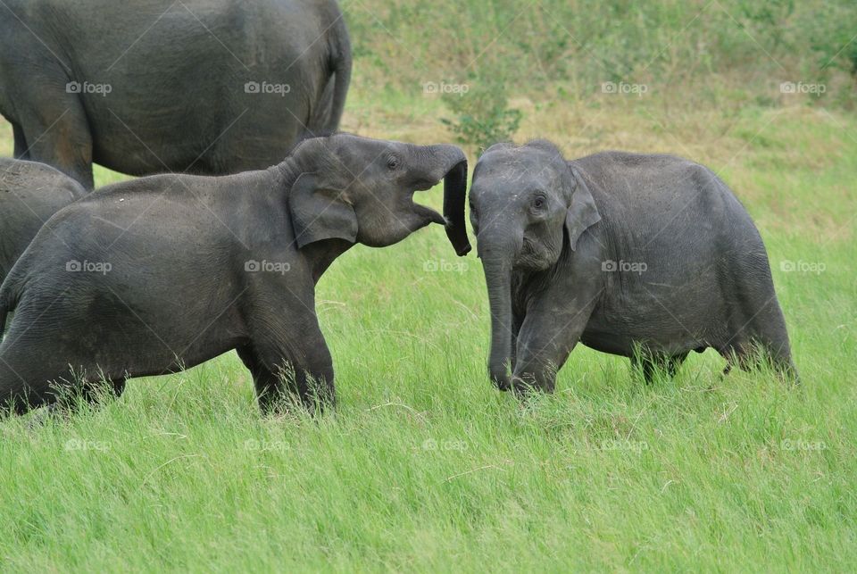  Baby elephant rascals. 