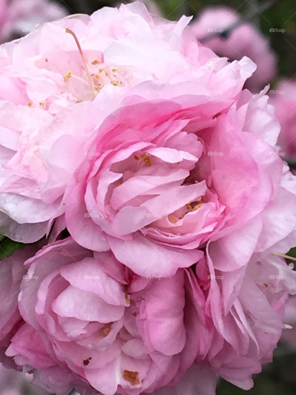 Pink cherry blossom- close up