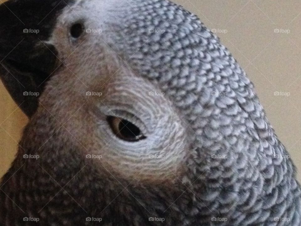 African grey parrot