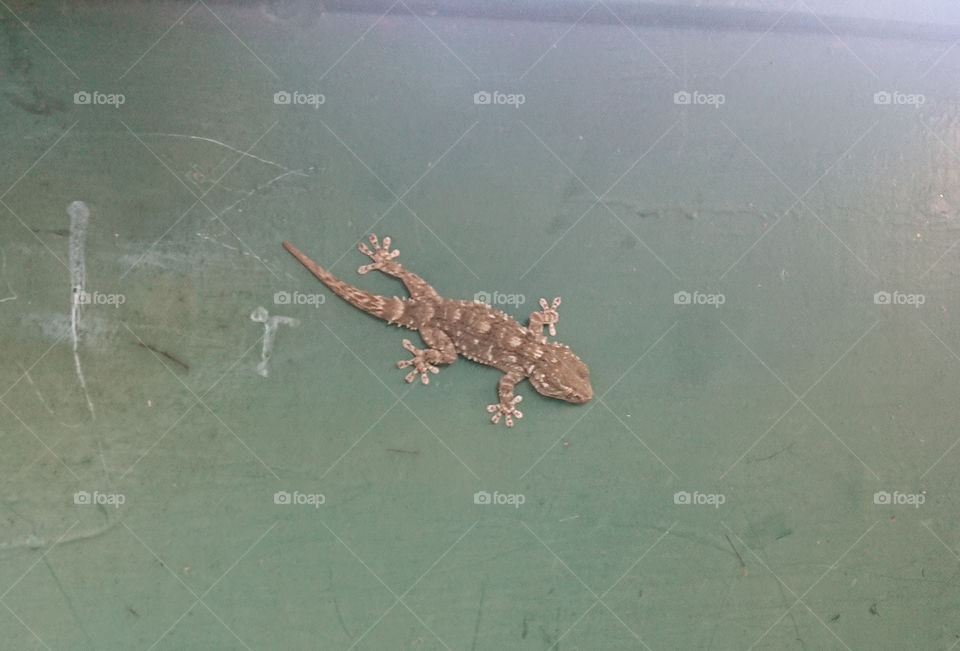 gecko, walk on the wall, of the door, Italian