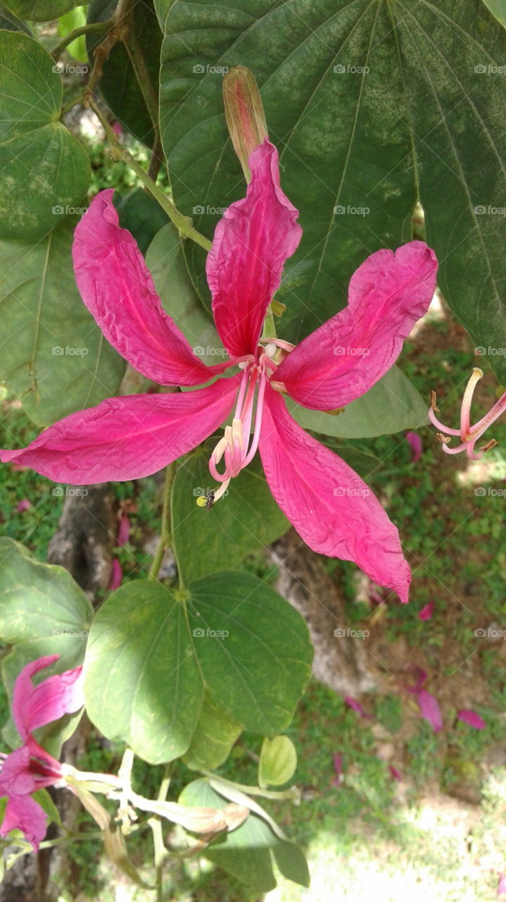 nature create beauty