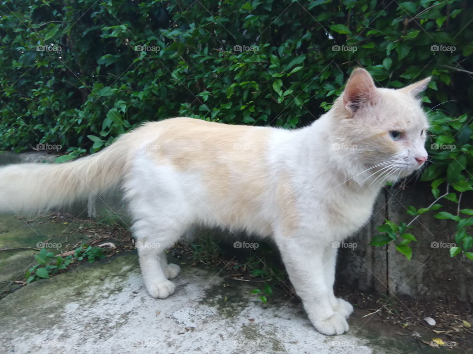 Wild cat seeks something ahead