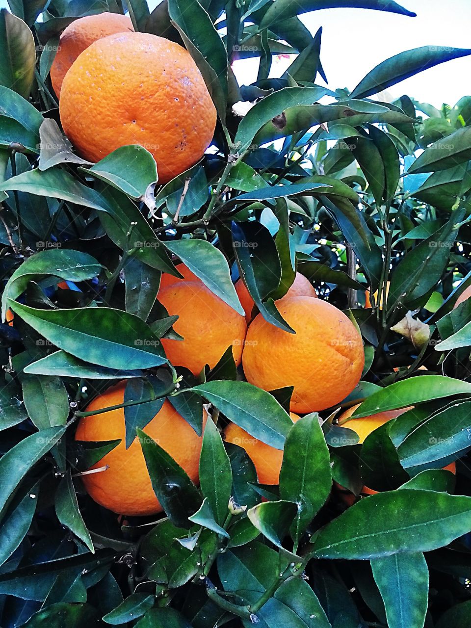 Orange tree in my garden . Fresh and juicy smiling to me every morning  ;) 