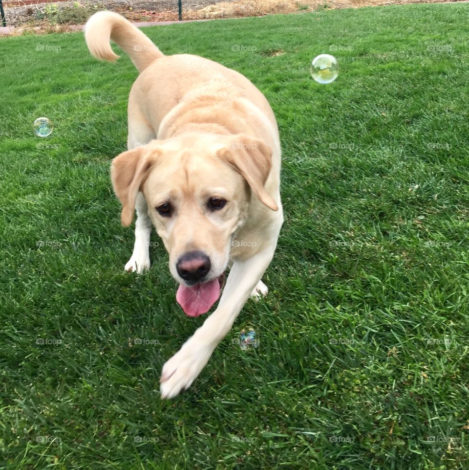 Dog and soap bubbles 