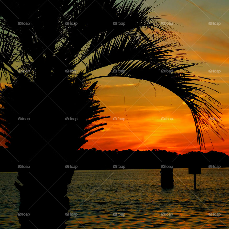 Magnificent sunset over the Choctawhatchee Bay with a palm tree silhouette!