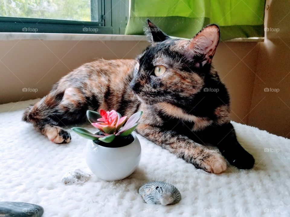 Beautiful Tortie cat