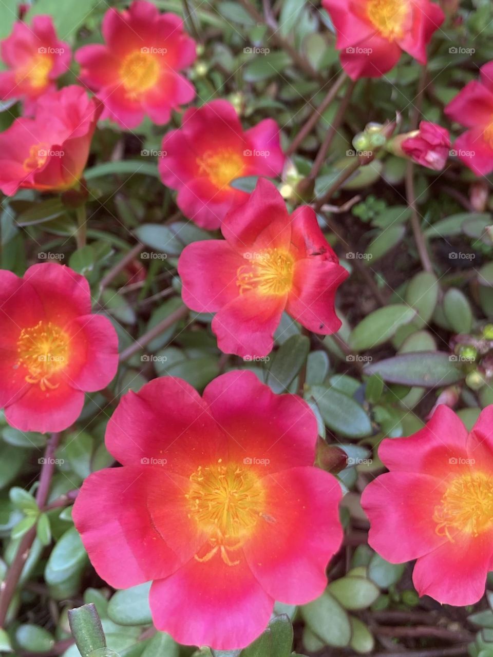 Jardim florido. Muitas ffores da planta chamada onze horas. Flor pink escura com miolo amarelo, combinação perfeita das cores.