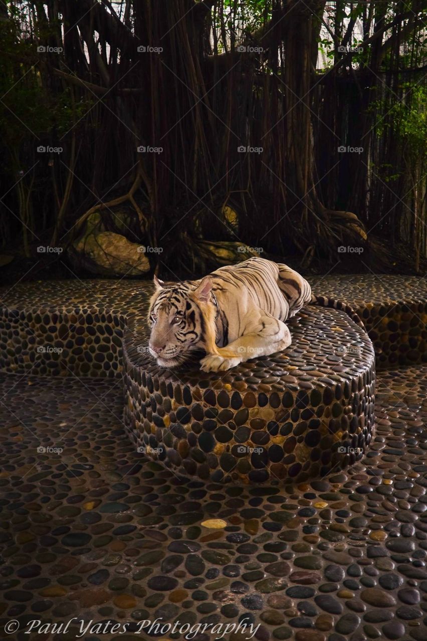 Khan . Thai tiger