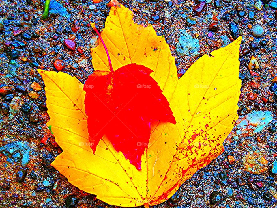 Red and Yellow Leaf