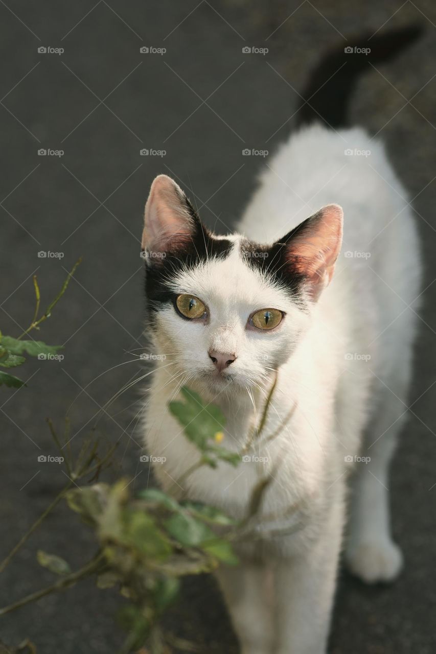 White cat portrait