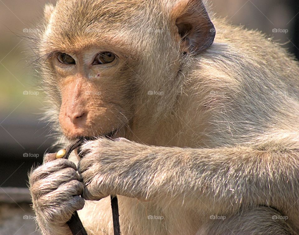 A portrait on a wild Long Tail Macaque monkey seated on the street in  the town of Lopburi, Thailand.  