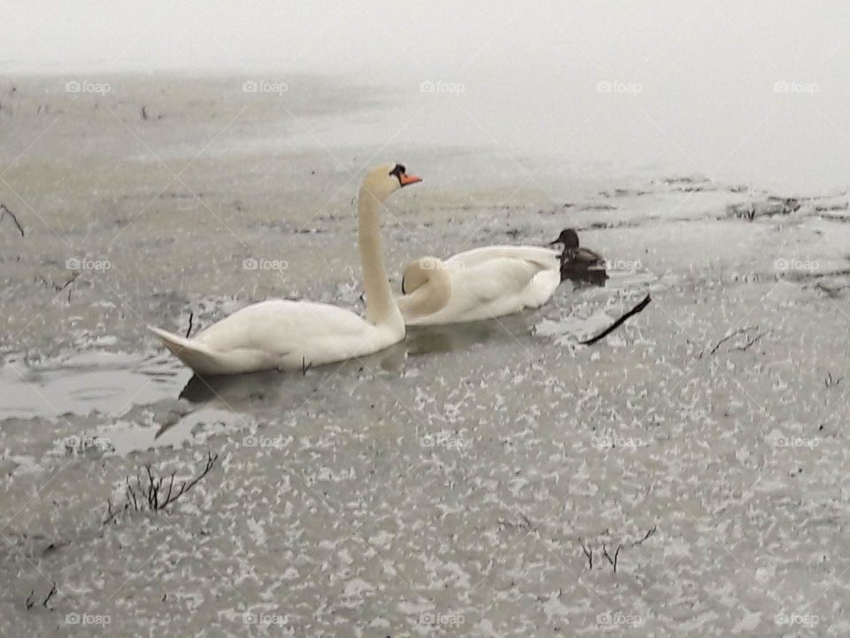 Swan winter love