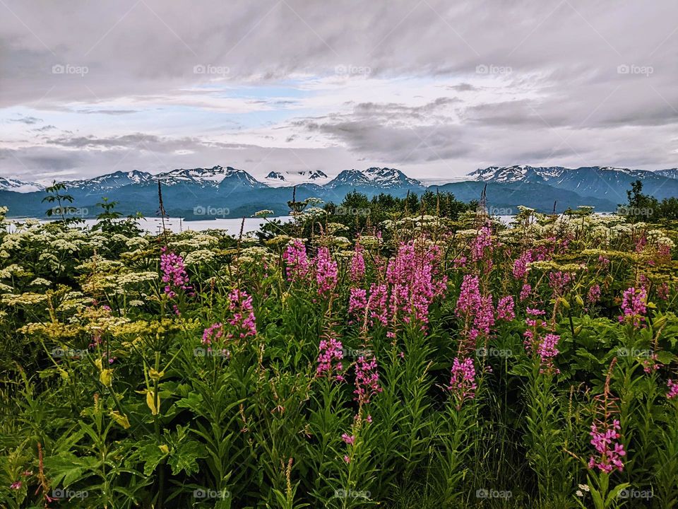 field with fireweed and a mountain background