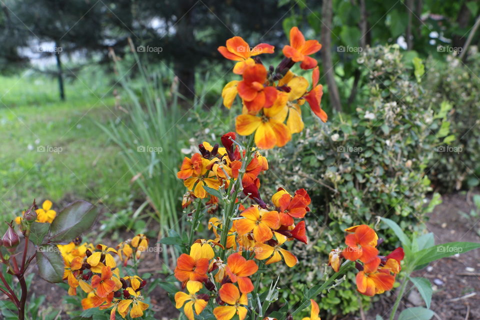Garden and beautiful yellow and red flowers